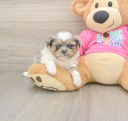 5 week old Shih Pom Puppy For Sale - Puppy Love PR