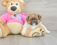 6 week old Shih Pom Puppy For Sale - Puppy Love PR