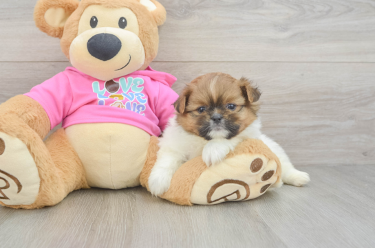 Best Shih Pom Baby