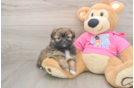 Shih Pom Puppy for Adoption