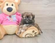 5 week old Shih Pom Puppy For Sale - Puppy Love PR