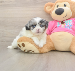 5 week old Shih Pom Puppy For Sale - Puppy Love PR
