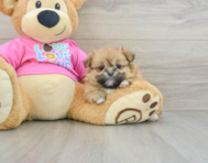 7 week old Shih Pom Puppy For Sale - Puppy Love PR