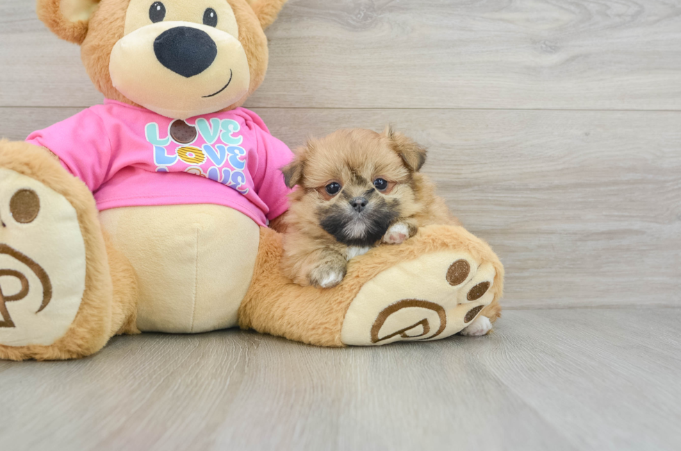 7 week old Shih Pom Puppy For Sale - Puppy Love PR