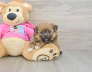 8 week old Shih Pom Puppy For Sale - Puppy Love PR