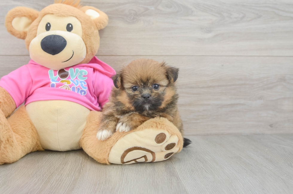 5 week old Shih Pom Puppy For Sale - Puppy Love PR