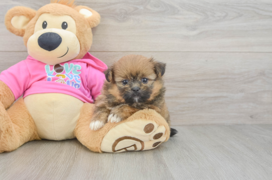 Best Shih Pom Baby
