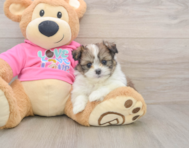 6 week old Shih Pom Puppy For Sale - Puppy Love PR