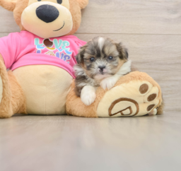 5 week old Shih Pom Puppy For Sale - Puppy Love PR