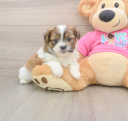 6 week old Shih Pom Puppy For Sale - Puppy Love PR