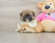 7 week old Shih Pom Puppy For Sale - Puppy Love PR