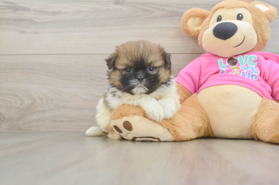 Friendly Shih Pom Baby