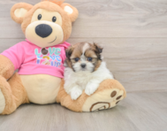 5 week old Shih Pom Puppy For Sale - Puppy Love PR