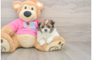 Petite Shih Pom Designer Pup