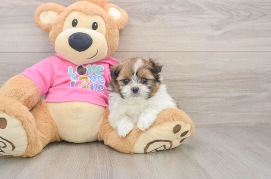 Petite Shih Pom Designer Pup