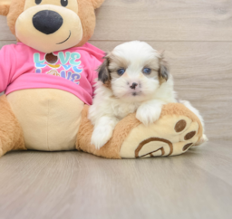 5 week old Shih Pom Puppy For Sale - Puppy Love PR