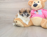 5 week old Shih Pom Puppy For Sale - Puppy Love PR