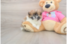 Hypoallergenic Pomtzu Designer Puppy