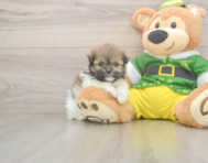 5 week old Shih Pom Puppy For Sale - Puppy Love PR