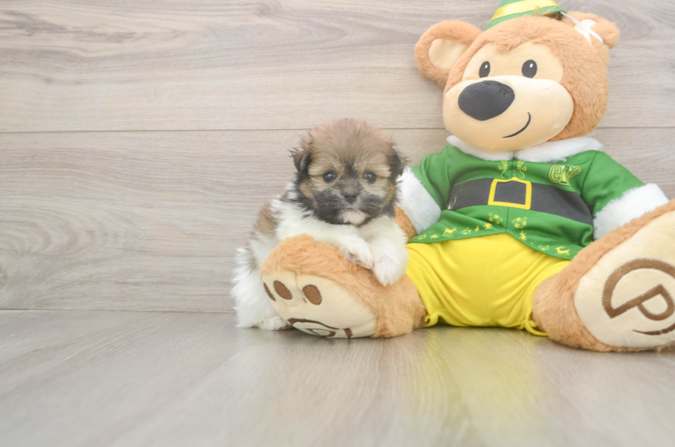 5 week old Shih Pom Puppy For Sale - Puppy Love PR