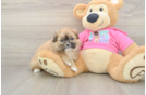 Shih Pom Pup Being Cute