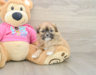 6 week old Shih Pom Puppy For Sale - Puppy Love PR