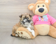 6 week old Shih Pom Puppy For Sale - Puppy Love PR