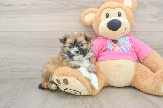 Fluffy Shih Pom Designer Pup