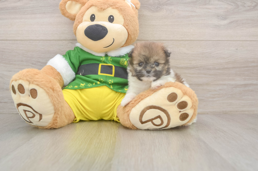 5 week old Shih Pom Puppy For Sale - Puppy Love PR