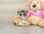 6 week old Shih Pom Puppy For Sale - Puppy Love PR