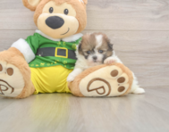 5 week old Shih Pom Puppy For Sale - Puppy Love PR