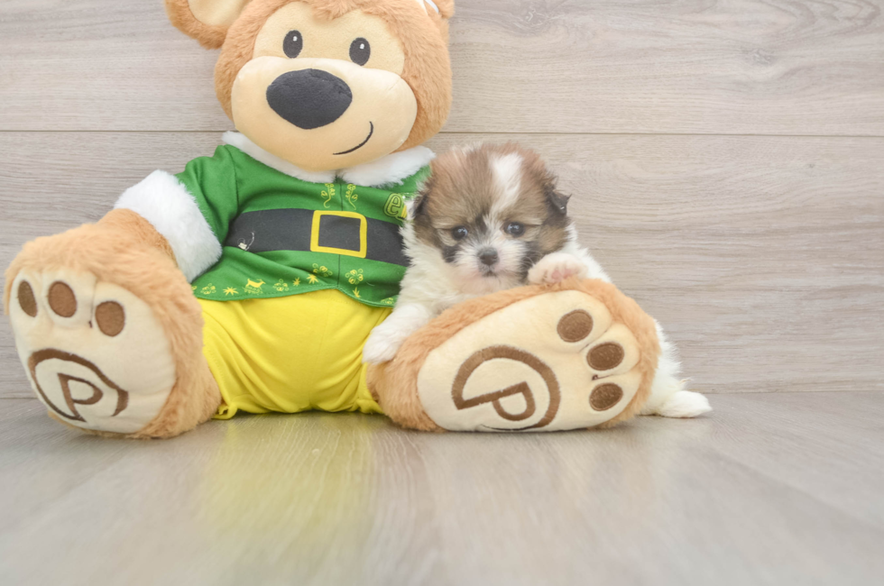 5 week old Shih Pom Puppy For Sale - Puppy Love PR