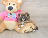 8 week old Shih Pom Puppy For Sale - Puppy Love PR