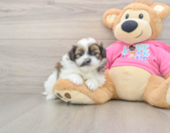 8 week old Shih Pom Puppy For Sale - Puppy Love PR
