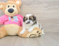 8 week old Shih Pom Puppy For Sale - Puppy Love PR