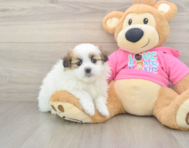6 week old Shih Pom Puppy For Sale - Puppy Love PR