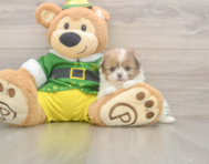 5 week old Shih Pom Puppy For Sale - Puppy Love PR