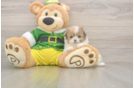 Shih Pom Pup Being Cute