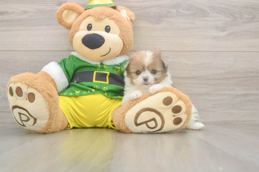 5 week old Shih Pom Puppy For Sale - Puppy Love PR