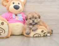 5 week old Shih Pom Puppy For Sale - Puppy Love PR