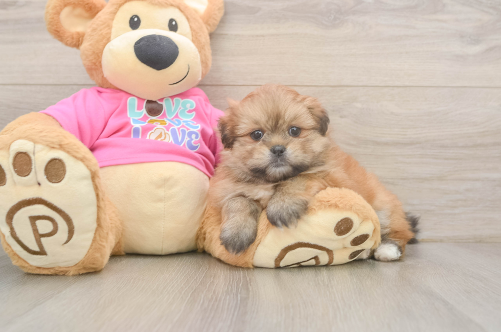 5 week old Shih Pom Puppy For Sale - Puppy Love PR