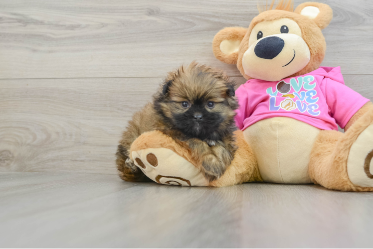 Shih Pom Puppy for Adoption