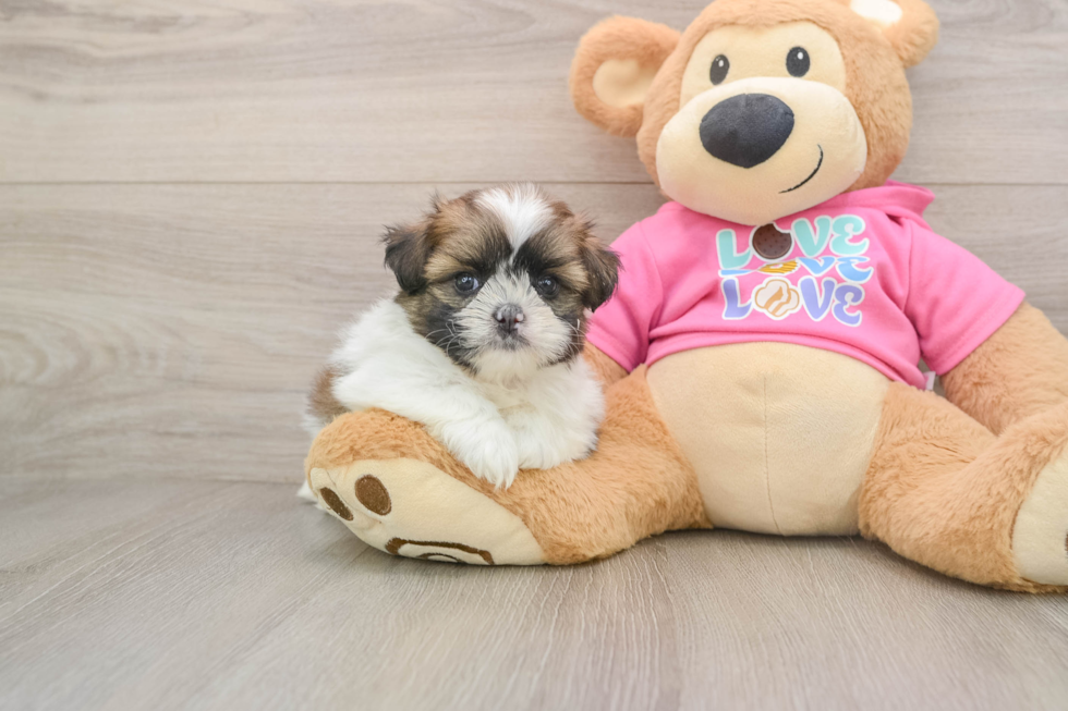 Adorable Pomtzu Designer Puppy