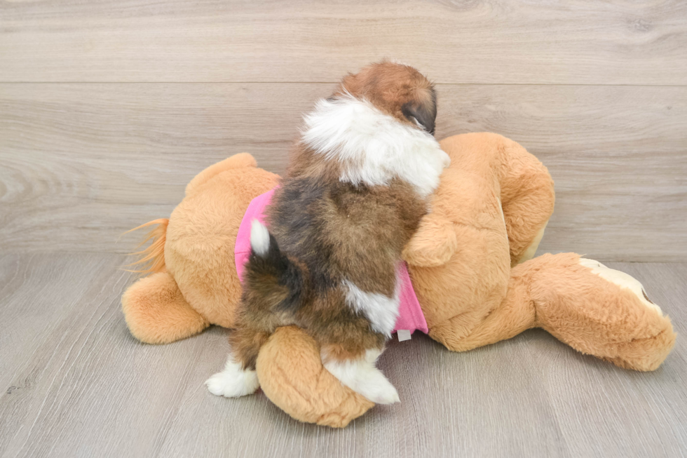Popular Shih Pom Designer Pup