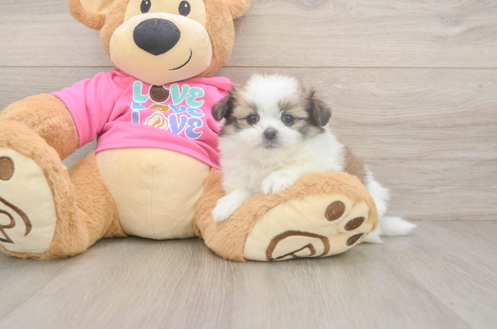 5 week old Shih Pom Puppy For Sale - Puppy Love PR