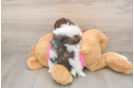 Fluffy Shih Pom Designer Pup