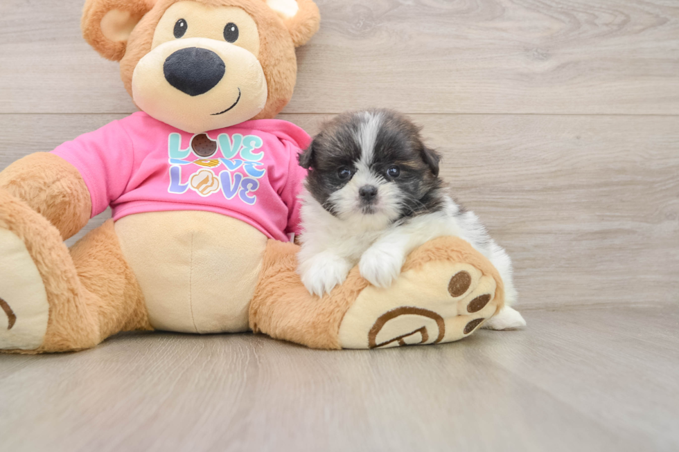 Shih Pom Pup Being Cute