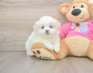 6 week old Shih Pom Puppy For Sale - Puppy Love PR