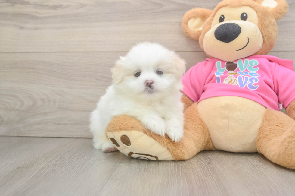 5 week old Shih Pom Puppy For Sale - Puppy Love PR