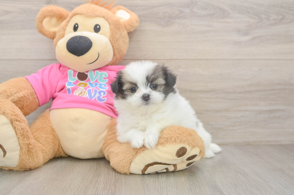 5 week old Shih Pom Puppy For Sale - Puppy Love PR
